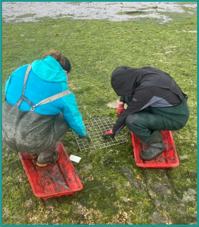 Algal mat surveying